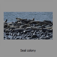 Seal colony